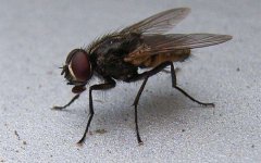 苍蝇来了！夏季生鲜商超的苍蝇应该怎样防制？