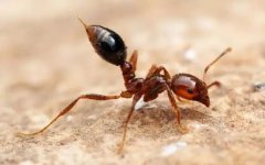 面对来势汹汹的红火蚁，该如何预防和治理呢？