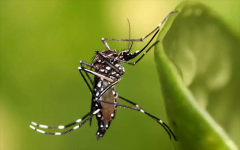 灭蚊子有效的方法，你了解哪些？