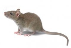 北京灭鼠公司解答家里有老鼠怎么办
