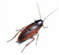 北京灭蟑螂公司讲解蟑螂的四种危害