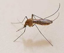 蚊类的防治预防措施