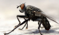 北京除虫公司警惕夏天来临苍蝇泛滥