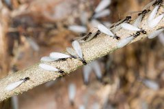 如何防止白蚁，到底要用什么药？