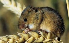 老鼠的密度问题以及科学的捕捉老鼠