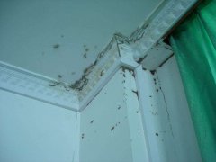 小区房屋建筑白蚁危害的灭治方法